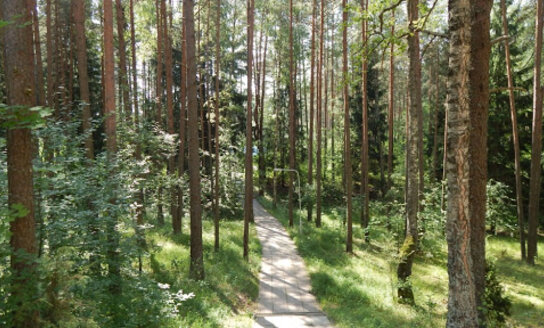 Dėl Visagino savivaldybės valstybinės reikšmės miškų plotų schemos 