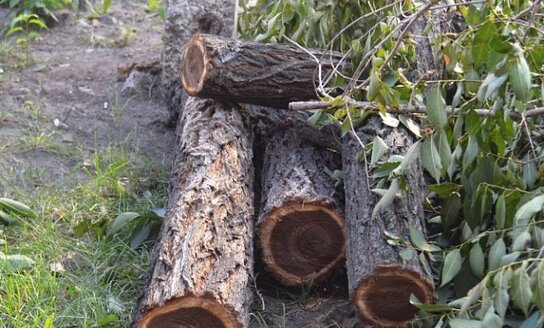 Informacija apie pavojingų medžių kirtimą elektros tinklų apsaugos zonose