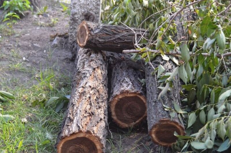 Informacija apie pavojingų medžių kirtimą elektros tinklų apsaugos zonose