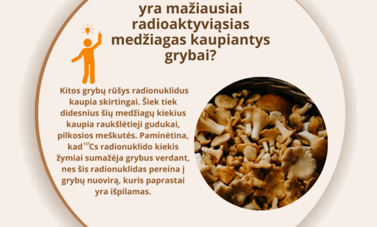 Voveraitės – mažiausiai radioaktyviąsias medžiagas kaupiantys grybai