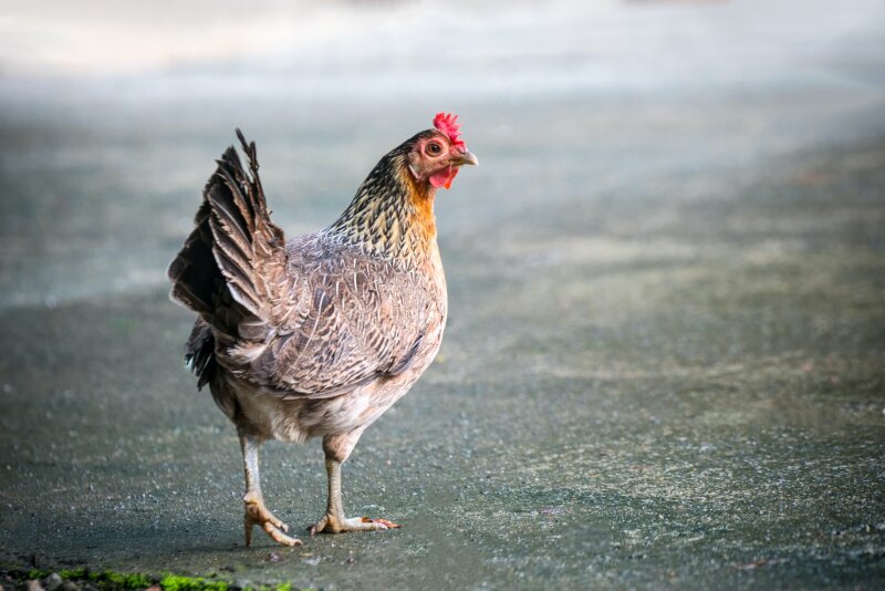 Valstybinė maisto ir veterinarijos tarnyba dalinasi edukacine medžiaga apie paukščių gripą