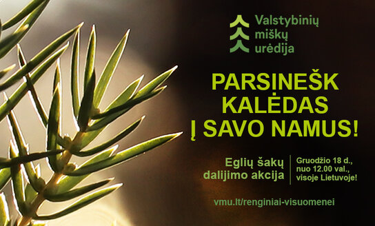 Visoje Lietuvoje vyksta tradicinė akcija „Parsinešk Kalėdas į savo namus“