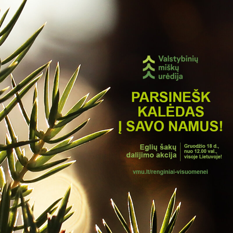 Visoje Lietuvoje vyksta tradicinė akcija „Parsinešk Kalėdas į savo namus“